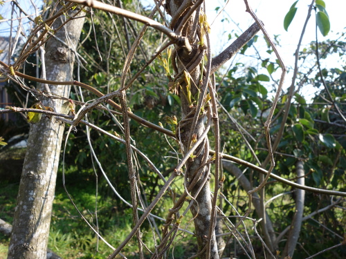 Vine of five-leafed akebi