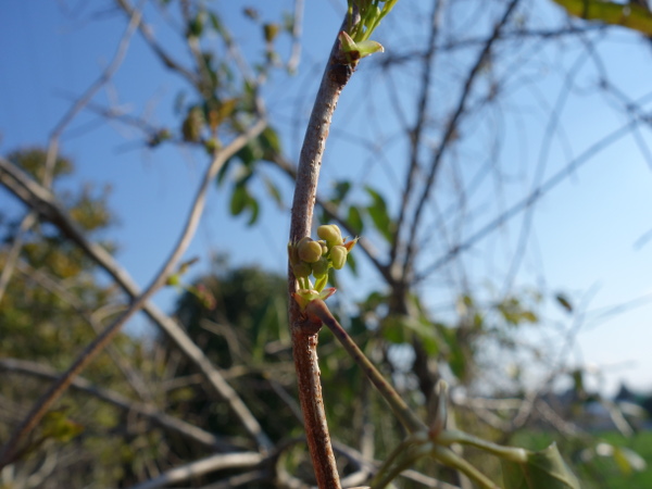 Buds of five-leafed akebi