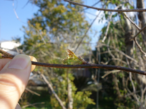Buds of five-leafed akebi