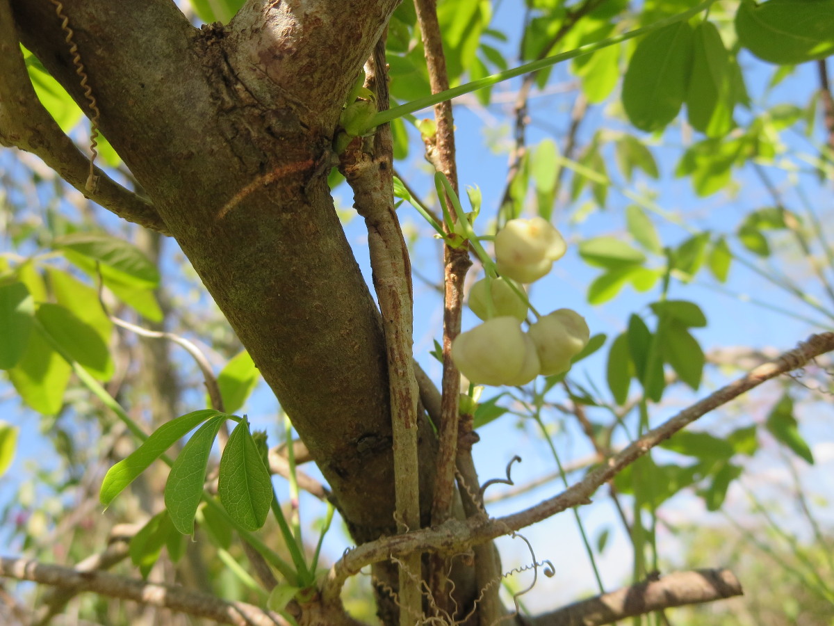 Flowers of five-leafed akebi
