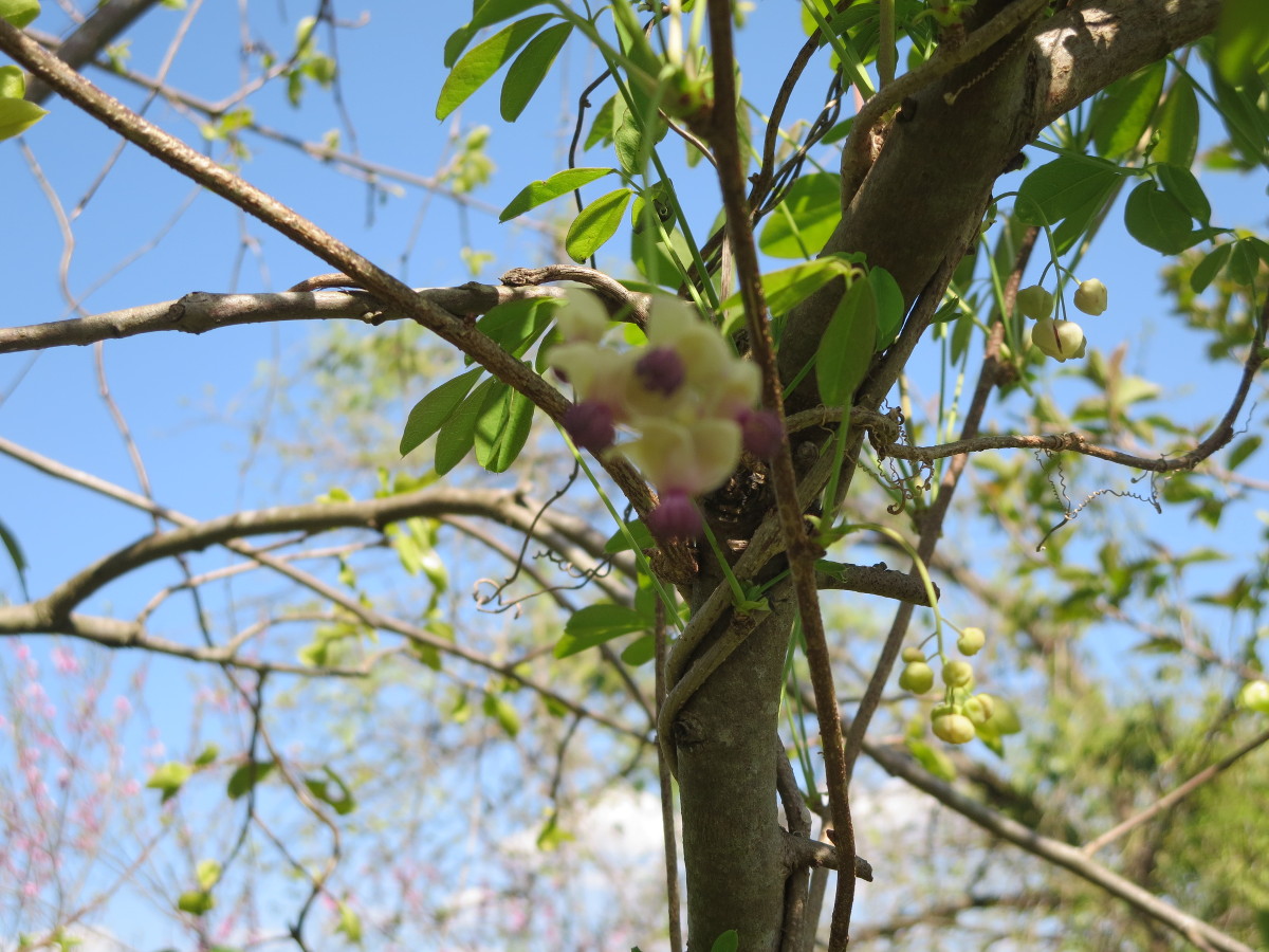 Flowers of five-leafed akebi