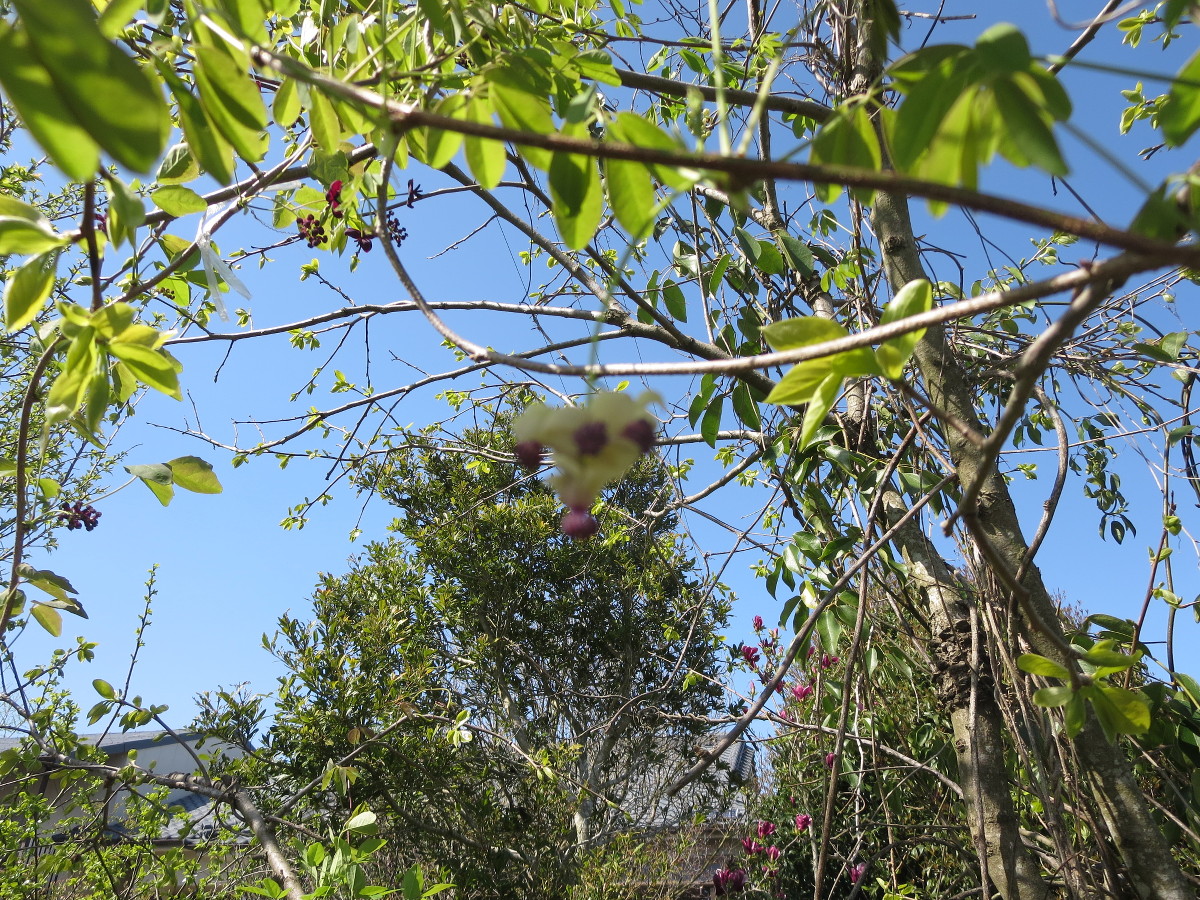 Flowers of five-leafed akebi