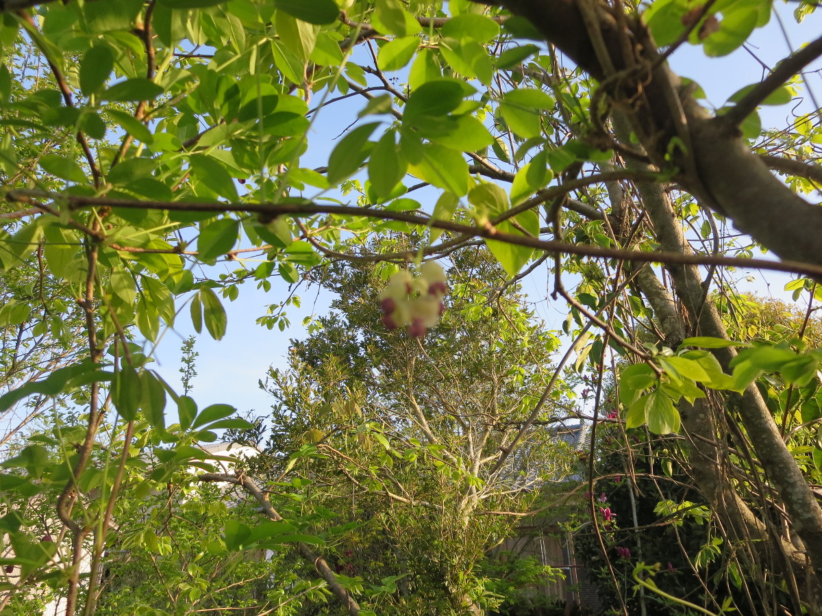 Flowers of five-leafed akebi