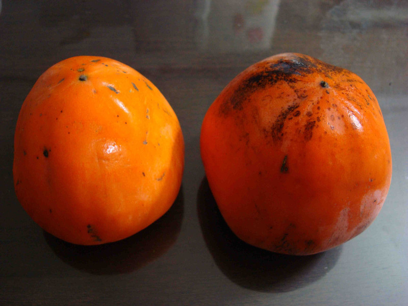 Fuji Persimmon
