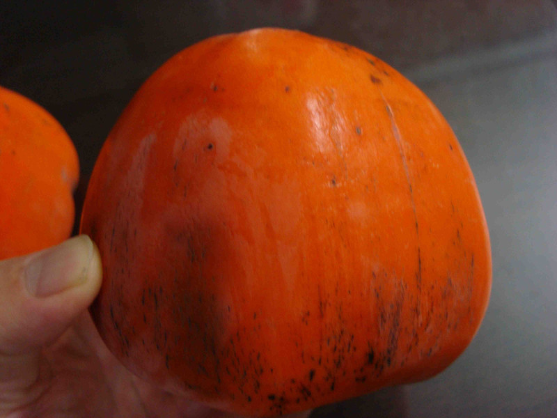 Fuji Persimmon