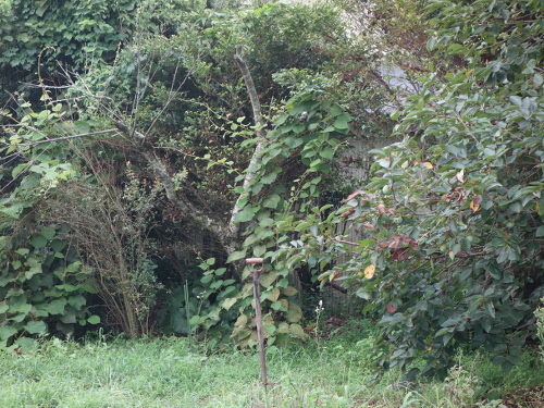 Kiwi Golden King Germinated