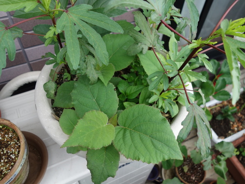 Kiwi Golden King Germinated