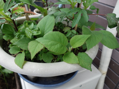 Kiwi Golden King Germinated