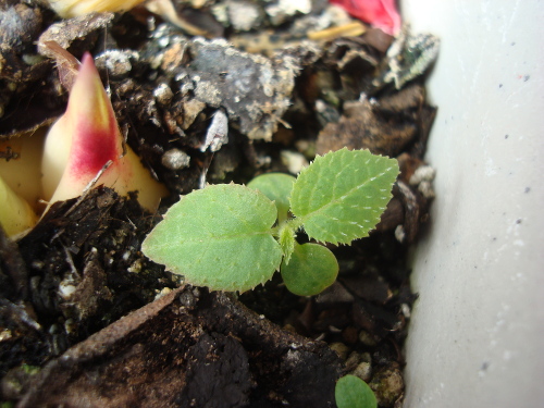 Kiwi Golden King Germinated