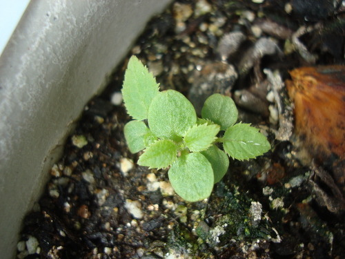 Kiwi Golden King Germinated