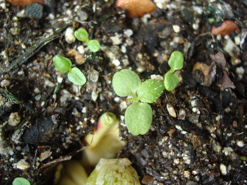 Kiwi Golden King Germinated