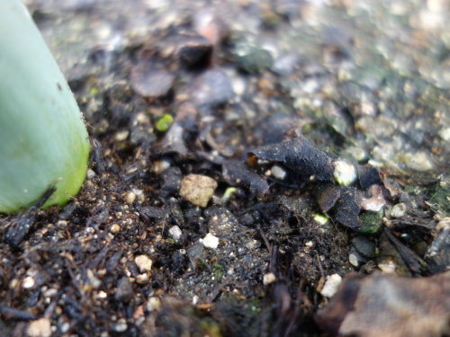 Kiwi Golden King Germinated