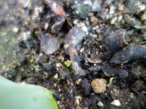 Kiwi Golden King Germinated