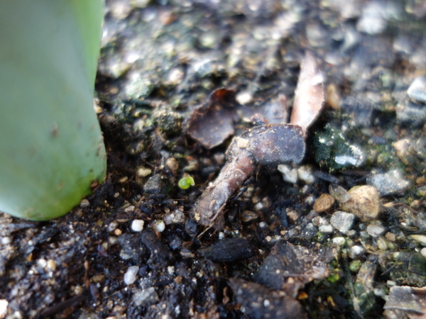 Kiwi Golden King Germinated