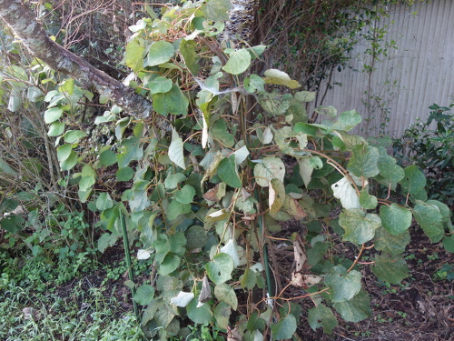 Kiwi Golden King Germinated
