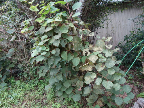 Kiwi Golden King Germinated