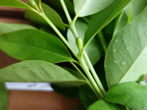 グァバの乾燥ハーブ