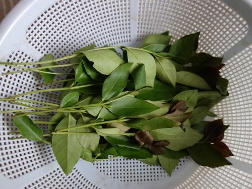 グァバの乾燥ハーブ