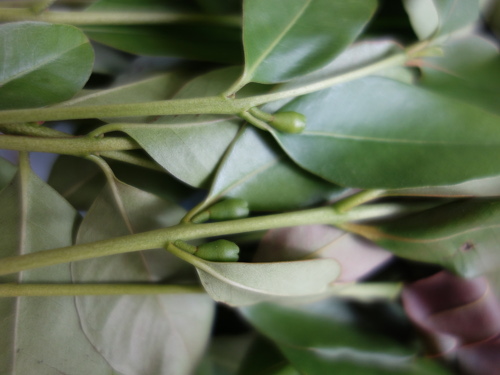 グァバの乾燥ハーブ