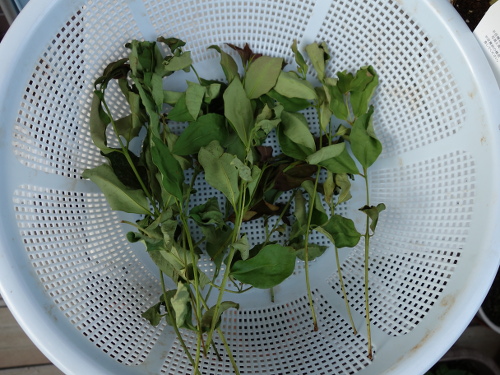 グァバの乾燥ハーブ