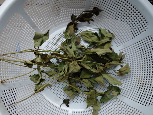 グァバの乾燥ハーブ