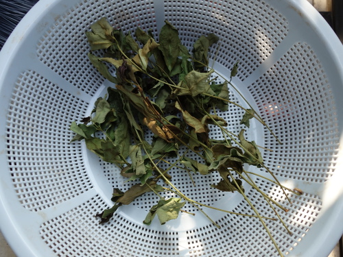 グァバの乾燥ハーブ