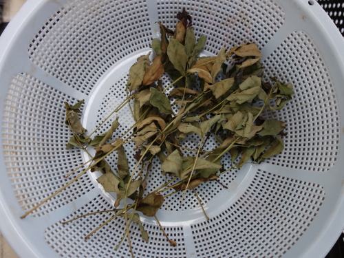 グァバの乾燥ハーブ