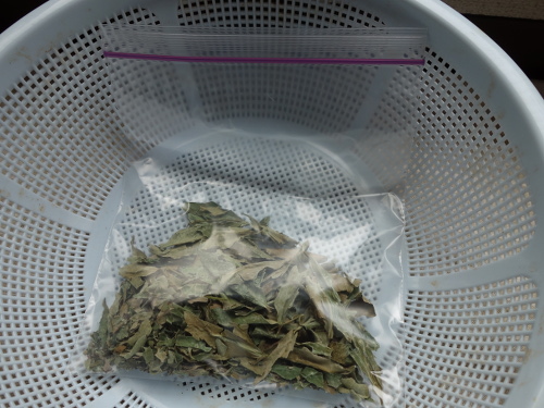 グァバの乾燥ハーブ