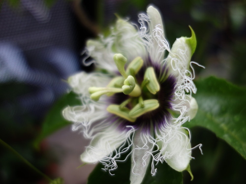 パッションフルーツの実