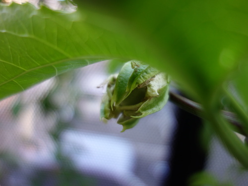 パッションフルーツの実