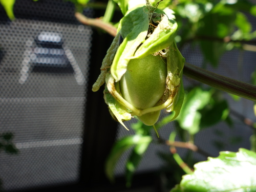 パッションフルーツの実