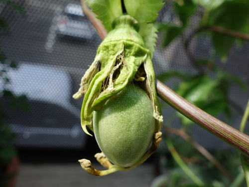 パッションフルーツの実