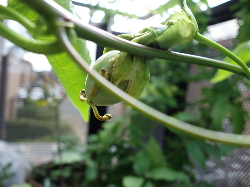 パッションフルーツの実