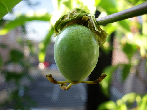 パッションフルーツの実