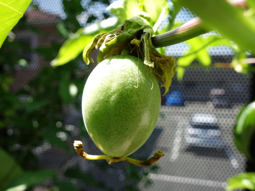 パッションフルーツの実