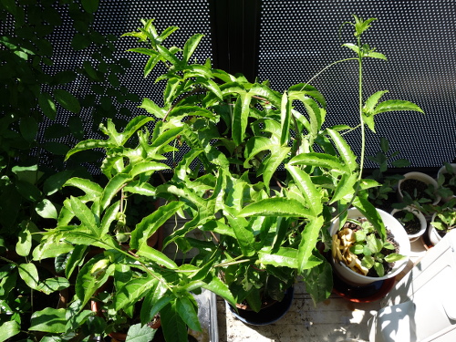 パッションフルーツの実