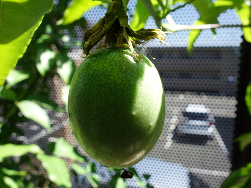 パッションフルーツの実
