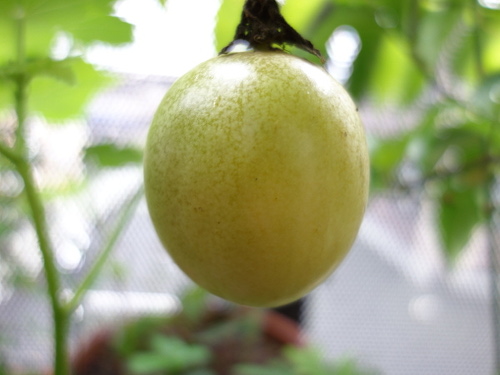 パッションフルーツの実