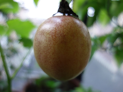 パッションフルーツの実