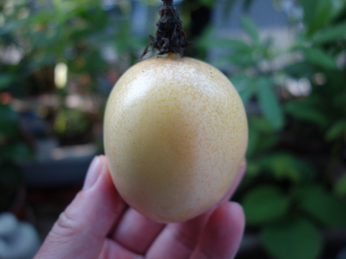 パッションフルーツの実