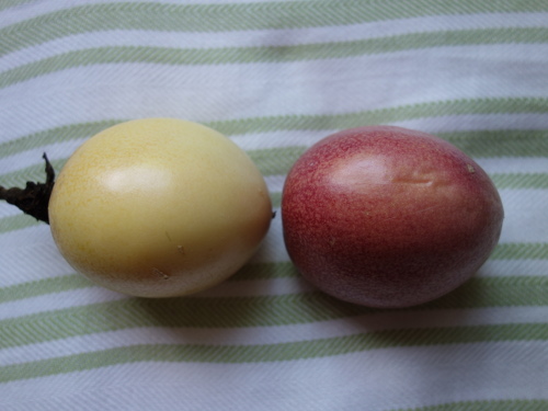 パッションフルーツの実