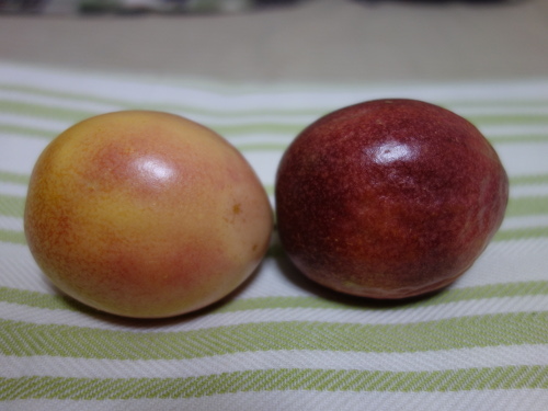 パッションフルーツの実