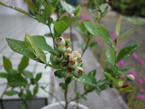 鉢植えガルフコースト