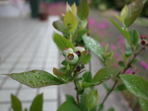 鉢植えガルフコースト