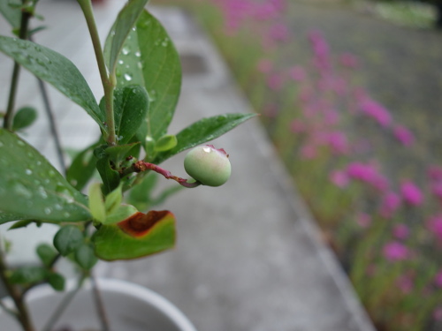 鉢植えガルフコースト