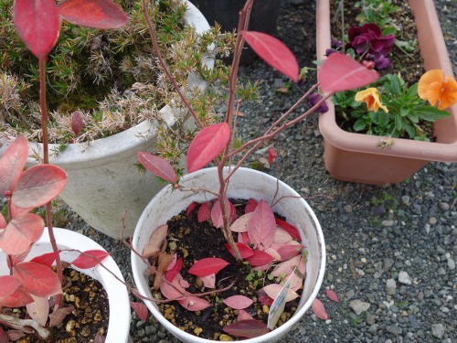 鉢植えガルフコースト