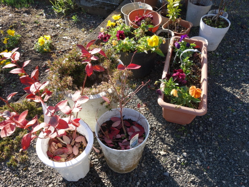 鉢植えガルフコースト