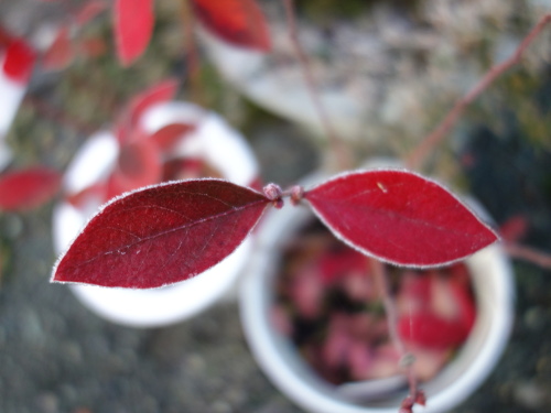 鉢植えガルフコースト