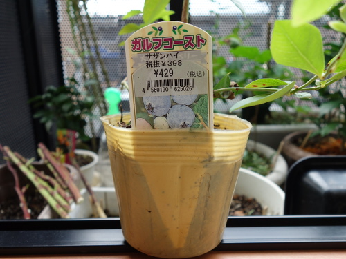 ガルフコーストの苗木