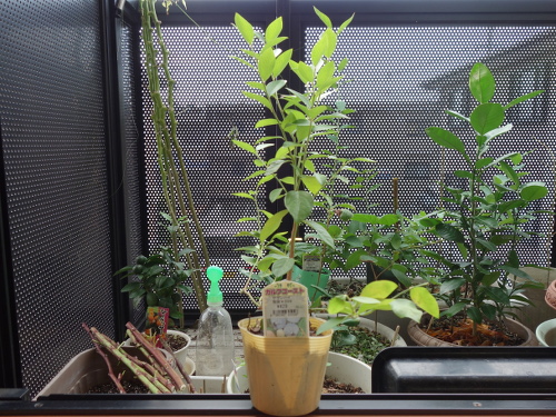 鉢植えガルフコースト